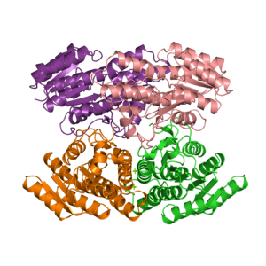 (R,R)-butanediol dehydrogenase